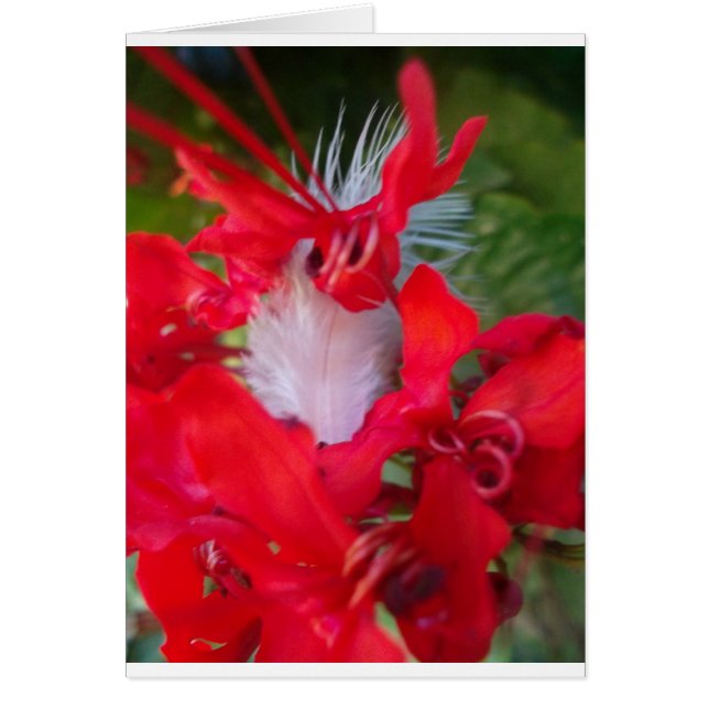 美しいエイリアンクリムゾン.jpg (正面)