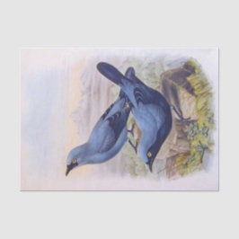 美しいエキゾチックなブルーバードヴィンテージイラストレーション 薄葉紙