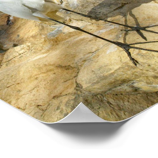 美しいエグレートの鳥の写真 ポスター (角)