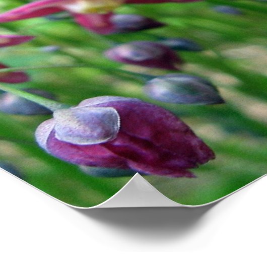 美しいエピメディアの花と芽の春写真 ポスター (角)