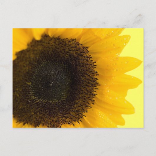 美しいエレガントひまわり結婚式招待状 インビテーションポストカード (裏面)