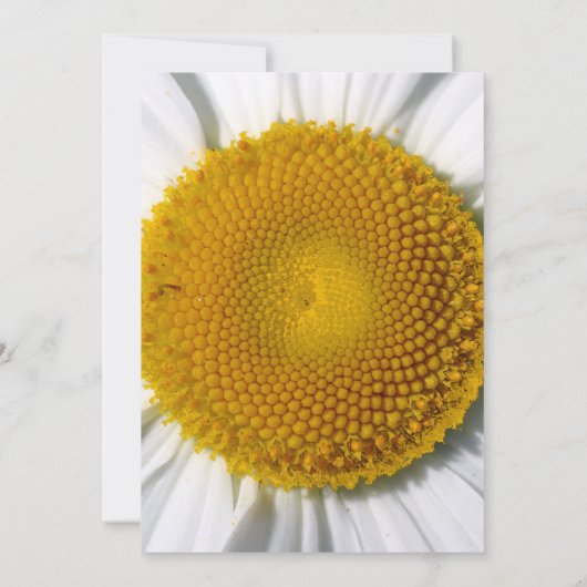 美しいエレガントデイジー結婚式招待状 招待状 (裏面)