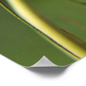 美しいエレガントニゲラの花 ポスター (角)