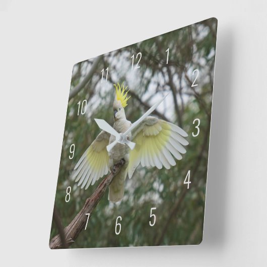 美しいオウム鳥の羽を広げる スクエア壁時計 (傾斜)