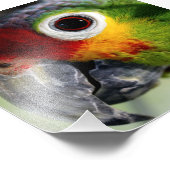 美しいオウム フォトプリント            (角)