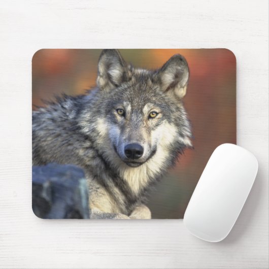 美しいオオカミ マウスパッド (マウス)