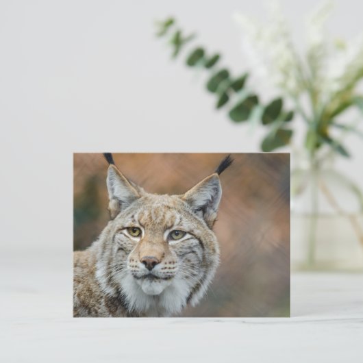 美しいオオヤマネコの前景 ポストカード (スタンド正面)