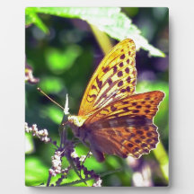 美しいオレンジと黒の斑点のある蝶