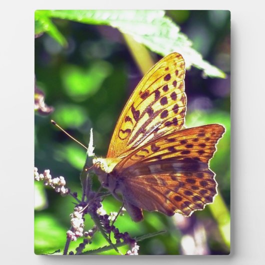 美しいオレンジと黒の斑点のある蝶 フォトプラーク (正面)