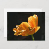 美しいオレンジチューリップクローズアップDIYポストカード シーズンポストカード (正面/裏面)