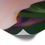 美しいオレンジリリー ポスター (角)