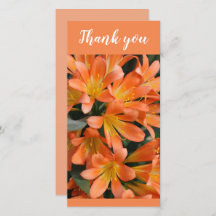 美しいオレンジ色のカフフィールリリーの花