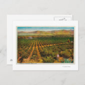 美しいオレンジ色のグローブ州 ポストカード (正面/裏面)