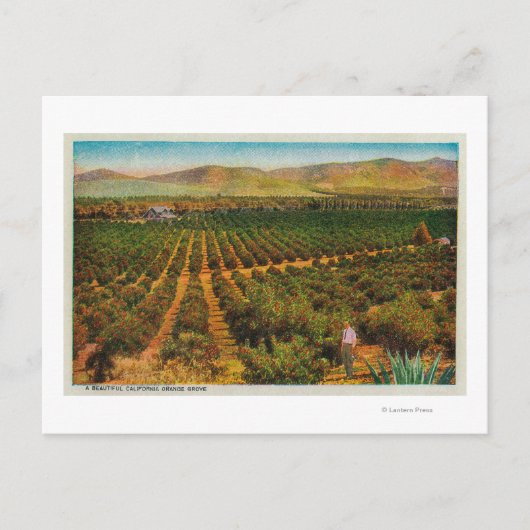 美しいオレンジ色のグローブ州 ポストカード (正面)