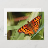 美しいオレンジ色のサティエのコンマ蝶 ポストカード (正面/裏面)