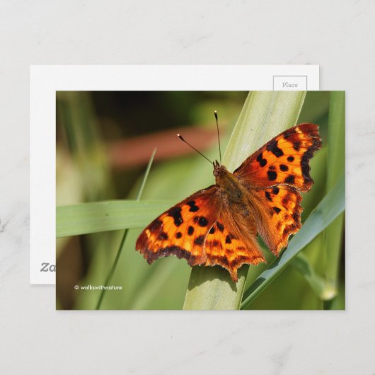 美しいオレンジ色のサティエのコンマ蝶 ポストカード (正面/裏面)