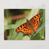 美しいオレンジ色のサティエのコンマ蝶 ポストカード (正面)