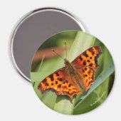 美しいオレンジ色のサティエのコンマ蝶 マグネット (正面/裏面)