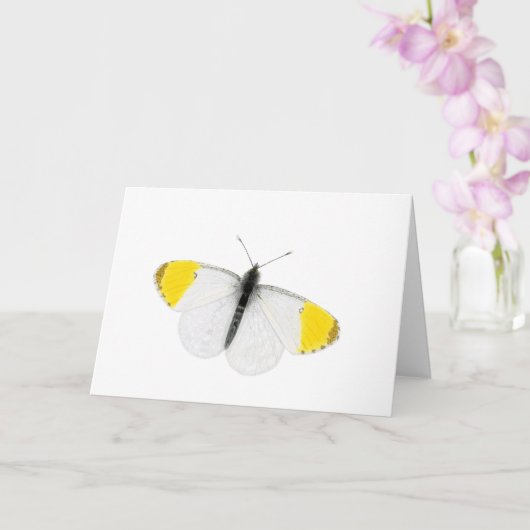 美しいオレンジ色の先端の蝶 カード (蘭)