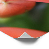 美しいオレンジ色の花写真 ポスター (角)