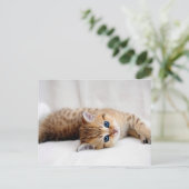 美しいオレンジ色の虎猫の子猫と青い目 ポストカード (スタンド正面)