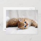 美しいオレンジ色の虎猫の子猫と青い目 ポストカード (正面/裏面)