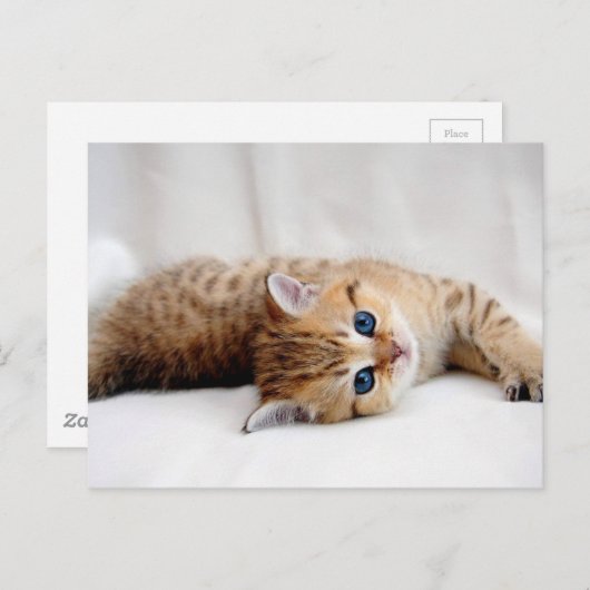 美しいオレンジ色の虎猫の子猫と青い目 ポストカード (正面/裏面)