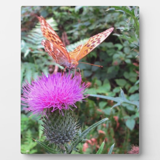 美しいオレンジ色の蝶がアザミの花に フォトプラーク (正面)