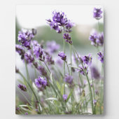 美しいカスタム春の花 – ラベンダー フォトプラーク (正面)