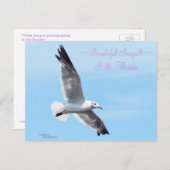 美しいカモメのフロリダのはがき ポストカード (正面/裏面)