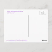 美しいカモメのフロリダのはがき ポストカード (裏面)