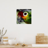 美しいカラフルオウムポートレート ポスター (キッチン)