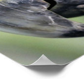 美しいカラフルオウムポートレート ポスター (角)