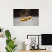 美しいカラフルキリギリス ポスター (ホームオフィス)