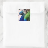 美しいカラフルクジャクのクジャク鳥の野生動物 スクエアシール (バッグ)