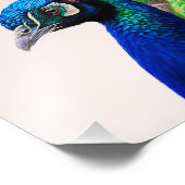 美しいカラフルクジャクのクジャク鳥の野生動物 フォトプリント            (角)