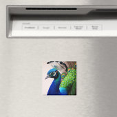 美しいカラフルクジャクのクジャク鳥の野生動物 マグネット (インサイチュ (食洗機))