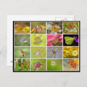 美しいカラフルクジャク蝶のコラージュ ポストカード (正面/裏面)