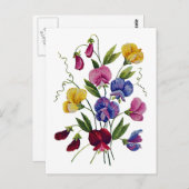 美しいカラフル甘いエンドウ ポストカード (正面/裏面)