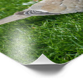 美しいカラードーヴ フォトプリント            (角)