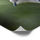 美しいカラードーヴ ポスター (角)