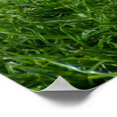 美しいカラードーヴ ポスター (角)