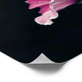 美しいガーデンピンクマレーバラ花 ポスター (角)