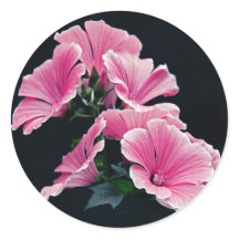 美しいガーデンピンクマレーバラ花