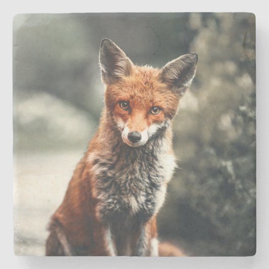 美しいキツネインザワイルド ストーンコースター (正面)