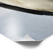 美しいキングハゲワシ フォトプリント (角)