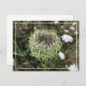 美しいクイーンアンズレースかわいらしフローラはがき シーズンポストカード (正面/裏面)