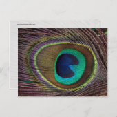 美しいクジャクの羽 ポストカード (正面/裏面)