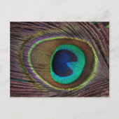 美しいクジャクの羽 ポストカード (正面)