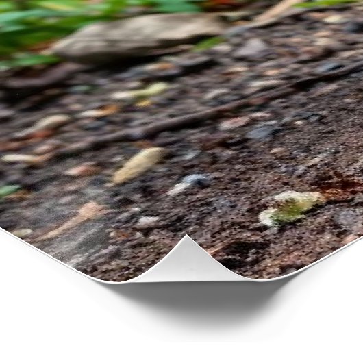 美しいクジャク ポスター (コーナー)